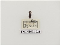 藏品(叩頭蟲(2))的圖片